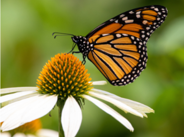 Wildlife-Friendly Gardening - July 2023 photo