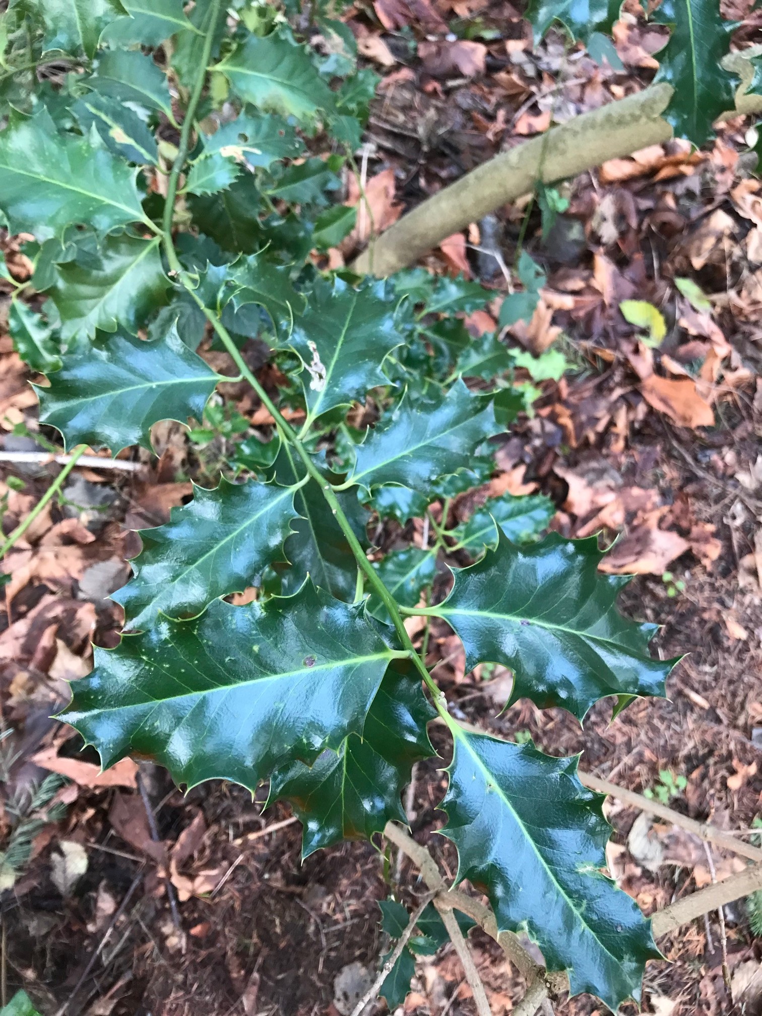 Let’s Look at Invasive Plants - July 2023 photo