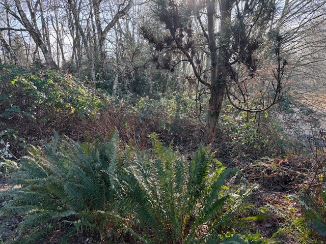 Invasive Removal - Garden City Park, Richmond photo