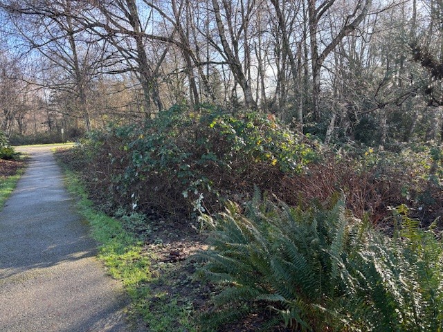 Invasive Plant Removal - Garden City Park, Richmond photo