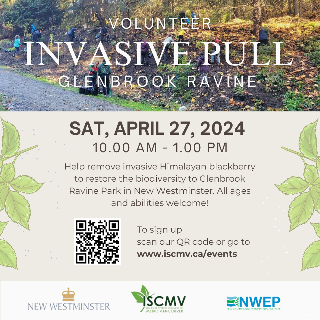 Glenbrook Ravine Invasive Pull - April 2024 photo