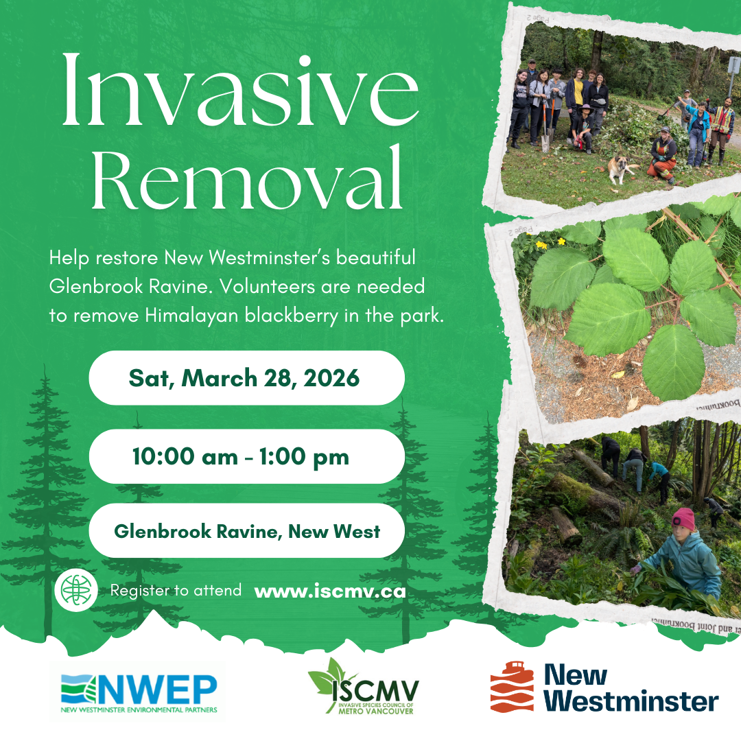 Glenbrook Ravine Invasive Removal - March photo