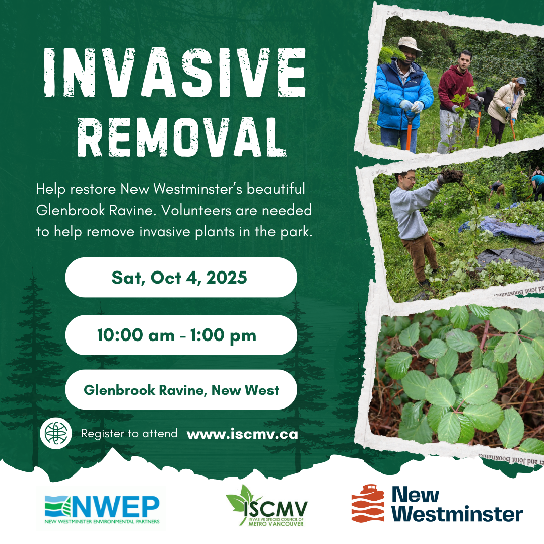 Invasive Pull - Glenbrook Ravine, New Westminster photo