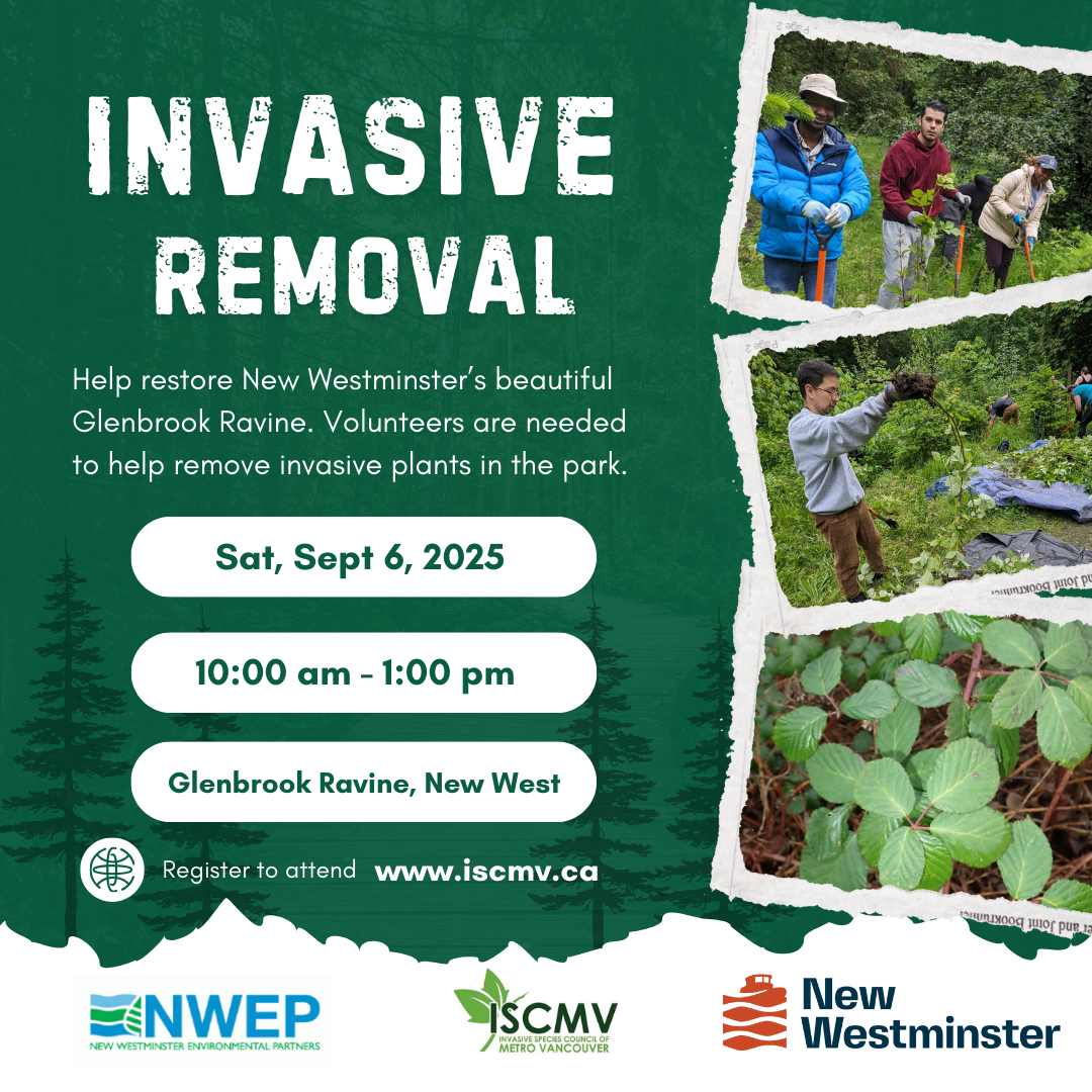 Invasive Pull - Glenbrook Ravine, New Westminster photo