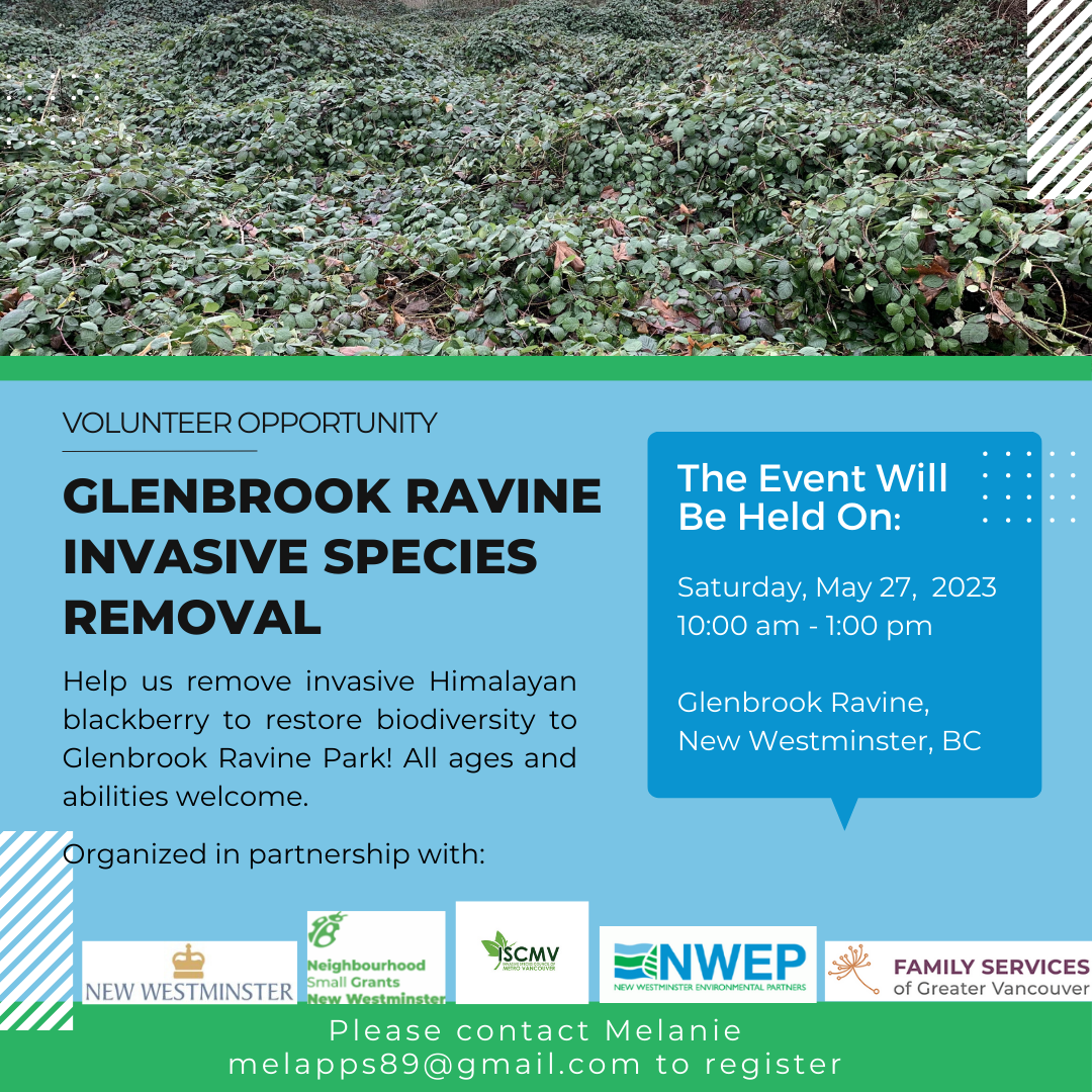 Glenbrook Ravine Weed Pull - May 2023 photo
