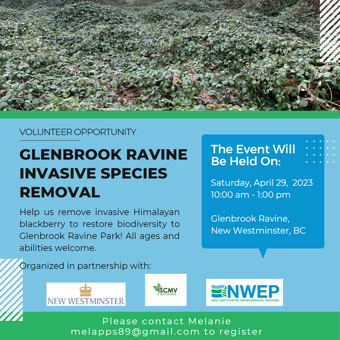 Glenbrook Ravine Weed Pull - April 2023 photo