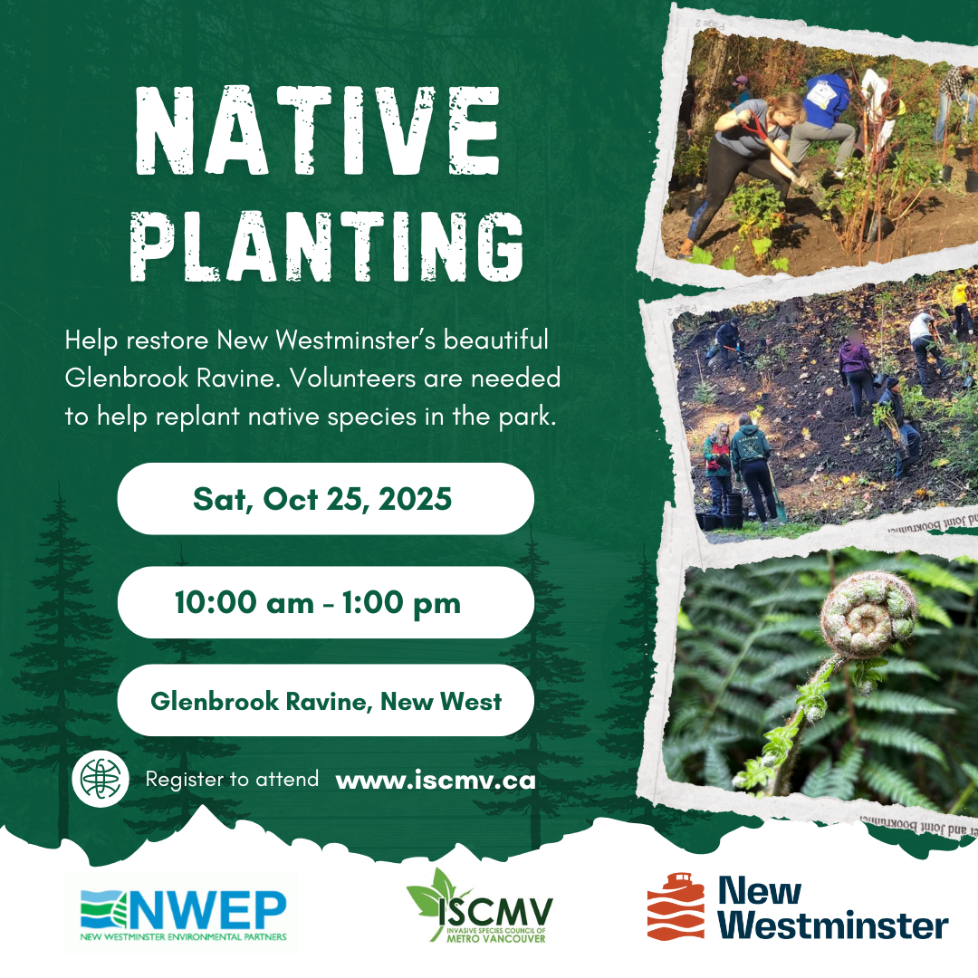 Native Planting - Glenbrook Ravine, New Westminster photo