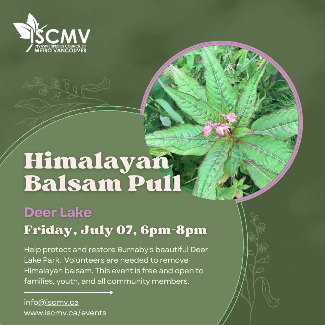 Himalayan Balsam Pull at Deer Lake - July 2023 photo