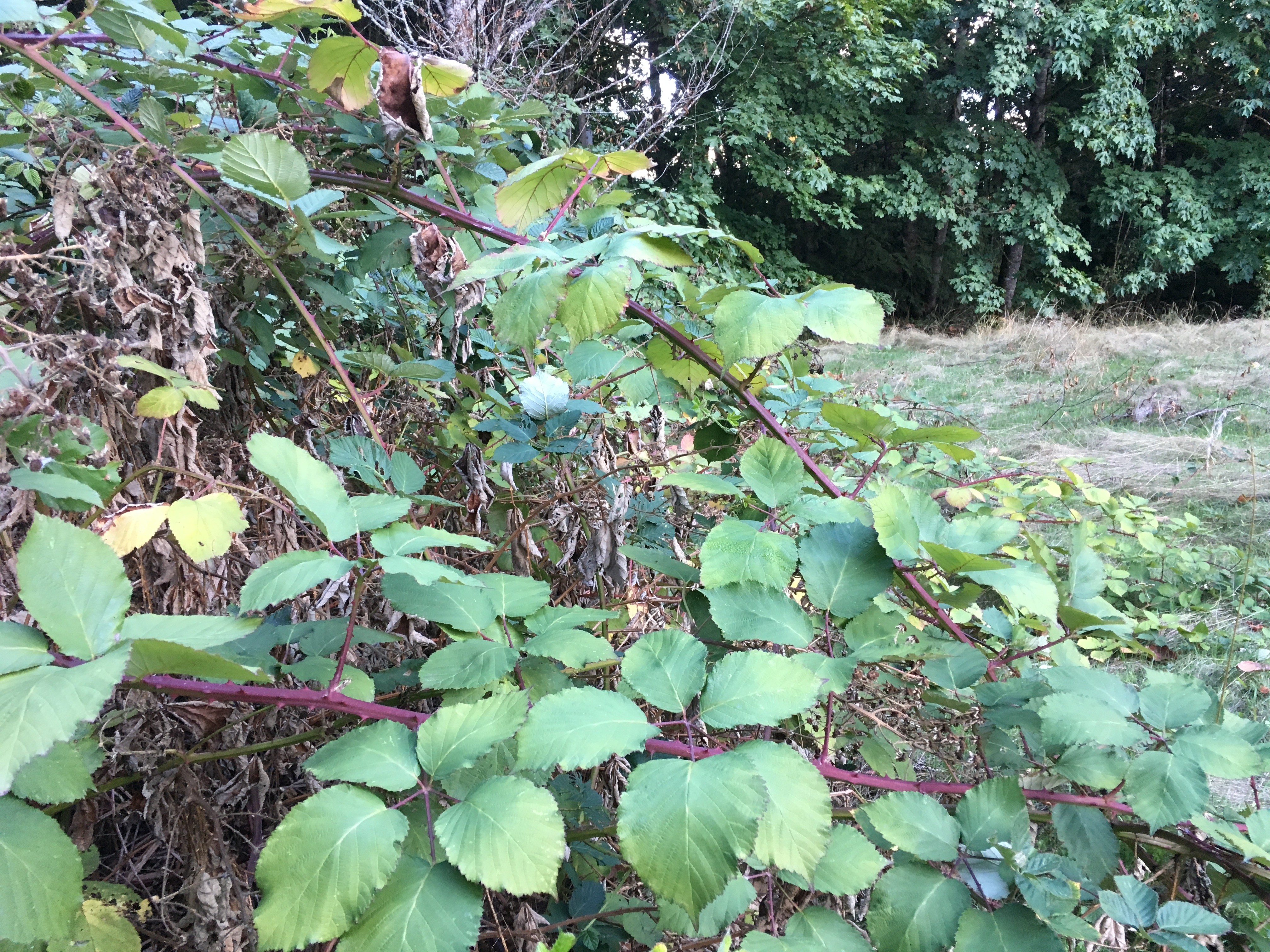 Bad Seed Team - Lafarge Lake, Coquitlam - Oct photo