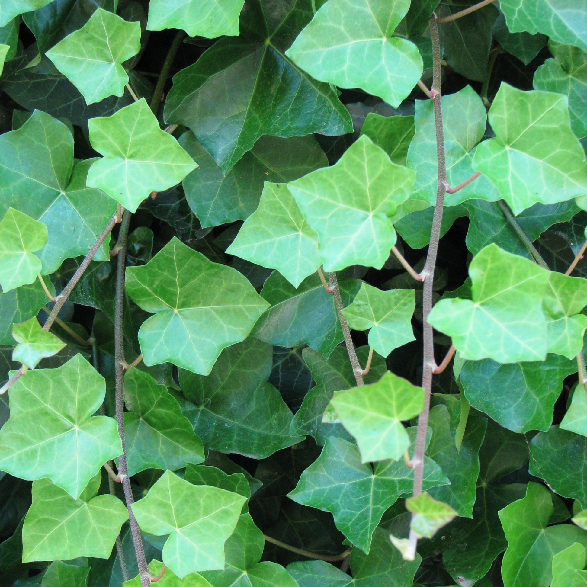 Bad Seed Invasive Plant Removal - Scott Creek, Oct 7 photo