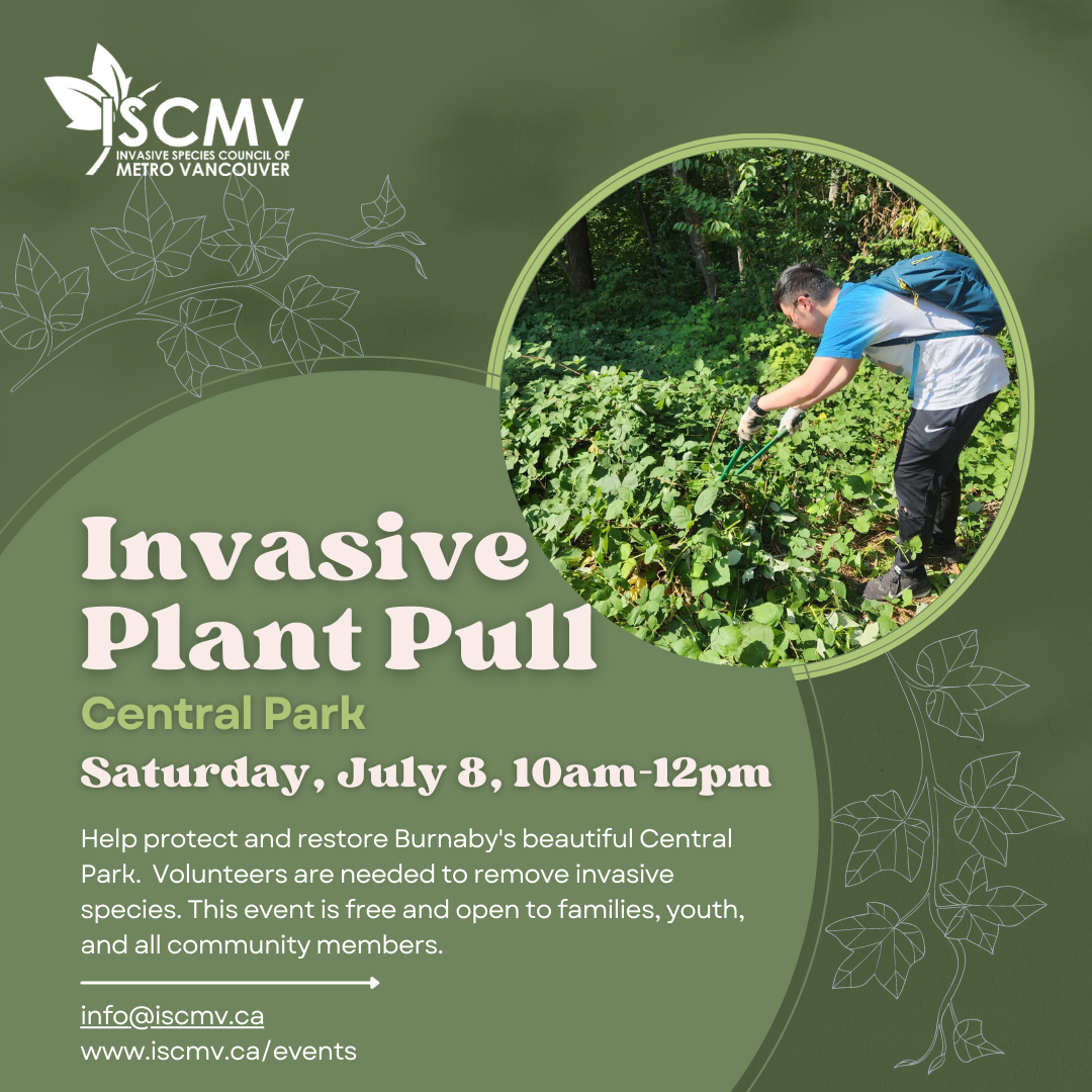 Invasive Plant Pull in Central Park - July 2023 photo
