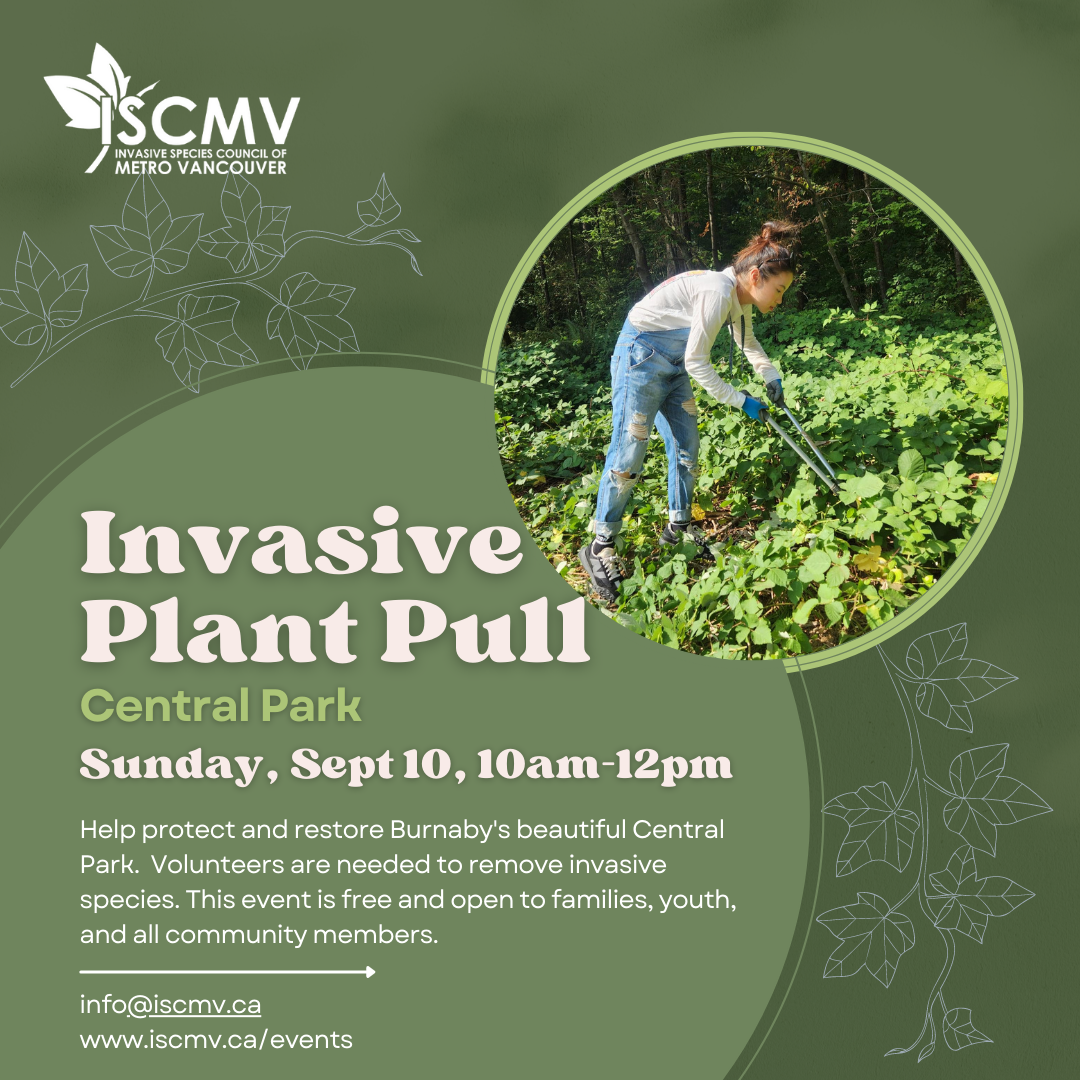 Invasive Plant Pull in Central Park - Sept 2023 photo