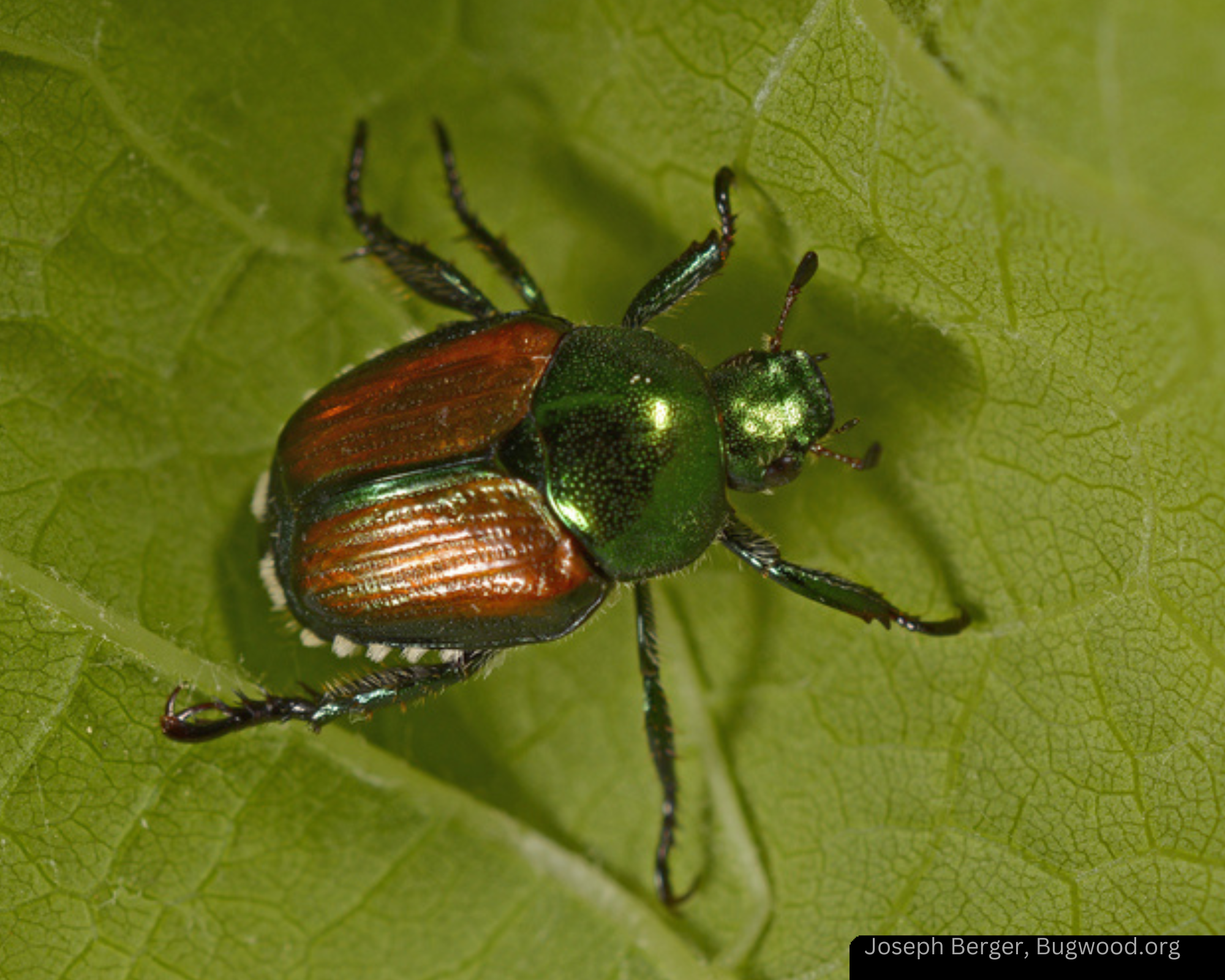 Japanese Beetle Webinar - June 2023 photo