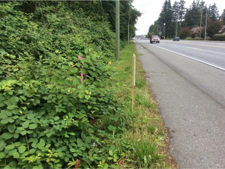 MOTI Invasive Plant Webinar - April 2023 photo