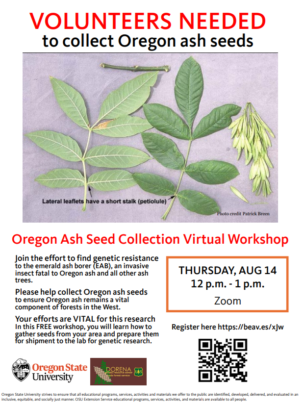 Oregon Ash Seed Collection Workshop - Virtual photo