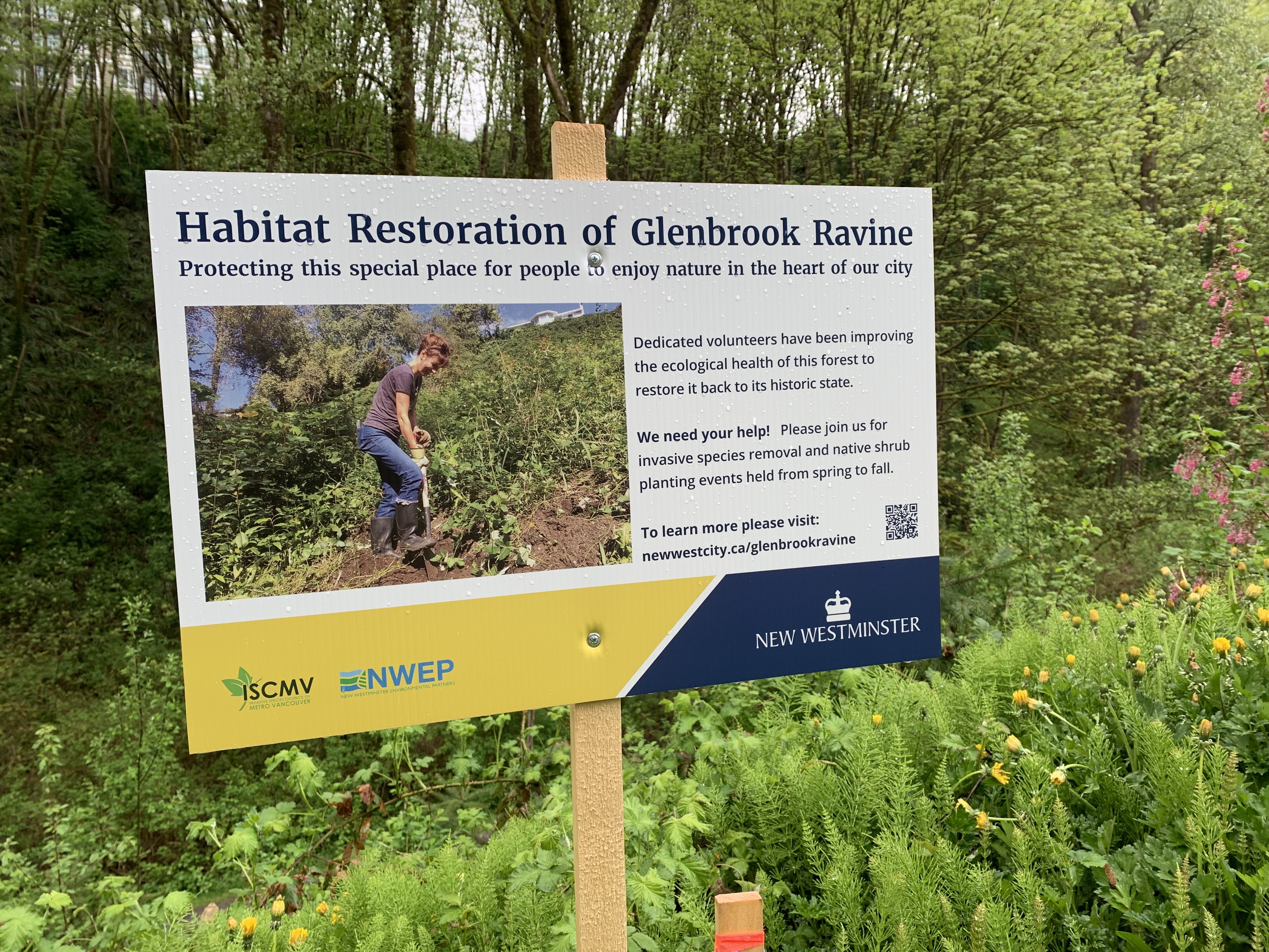Glenbrook Ravine Weed Pull April 2022 photo