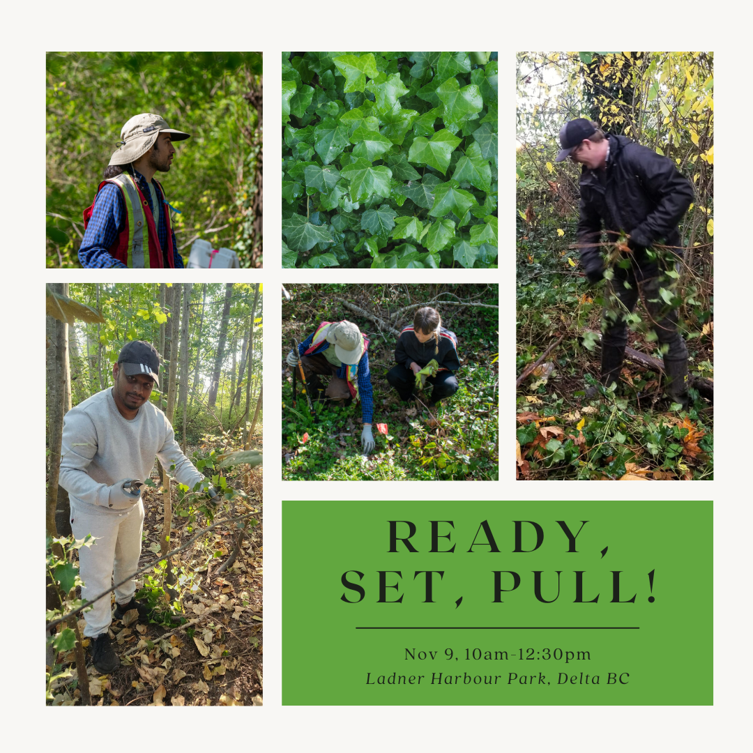 Ready, Set, Pull! - Nov 9, 2024 photo