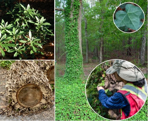 Understanding Invasive Species and Their Impacts photo