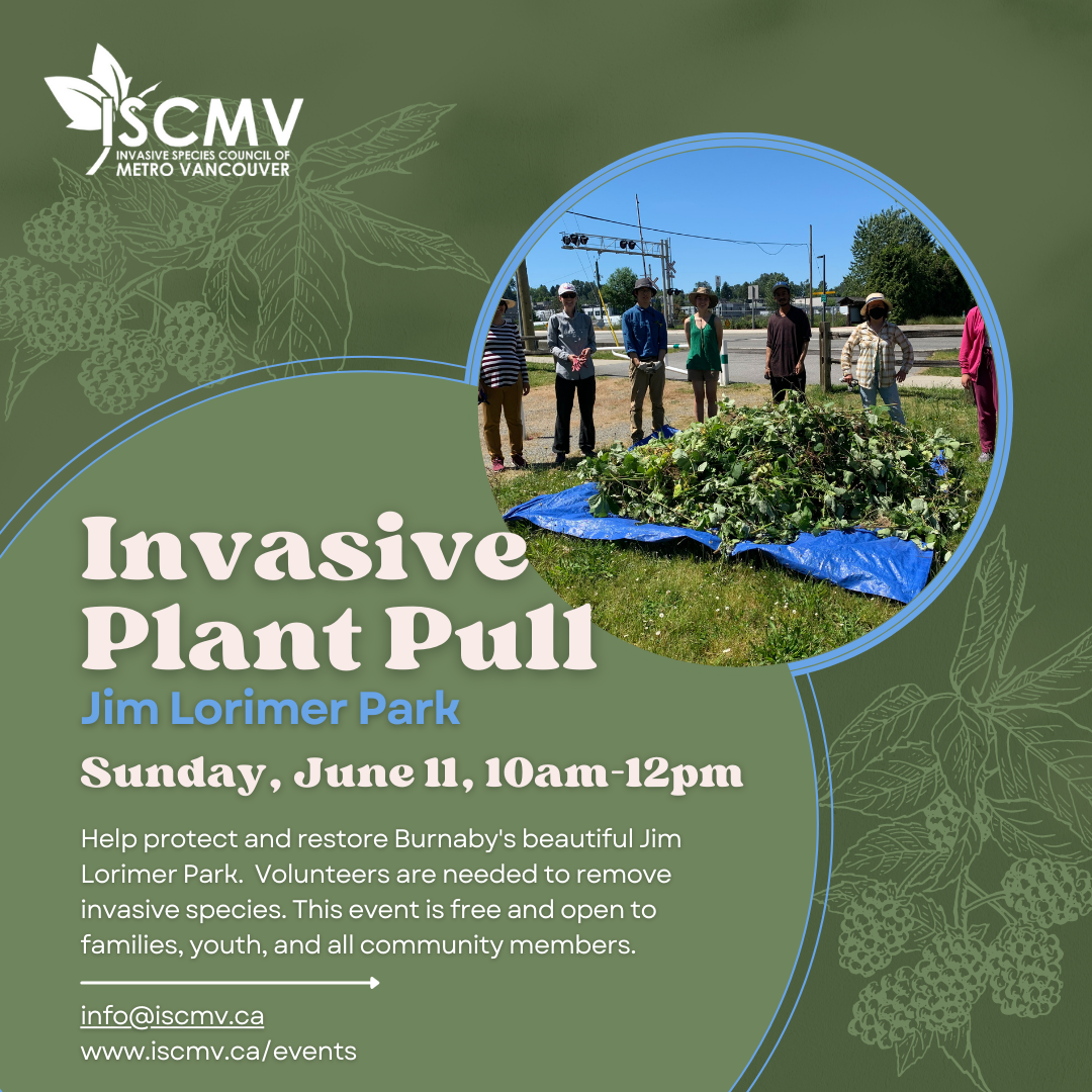 Invasive Plant Pull in Jim Lorimer Park - June 2023 photo