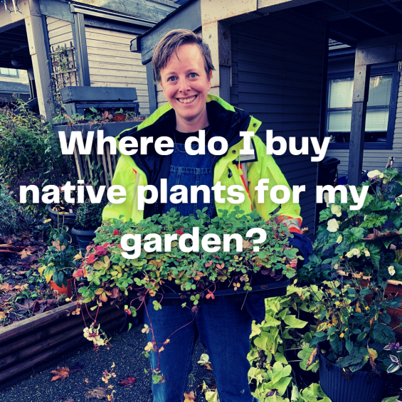 Where to Buy Native Plants photo