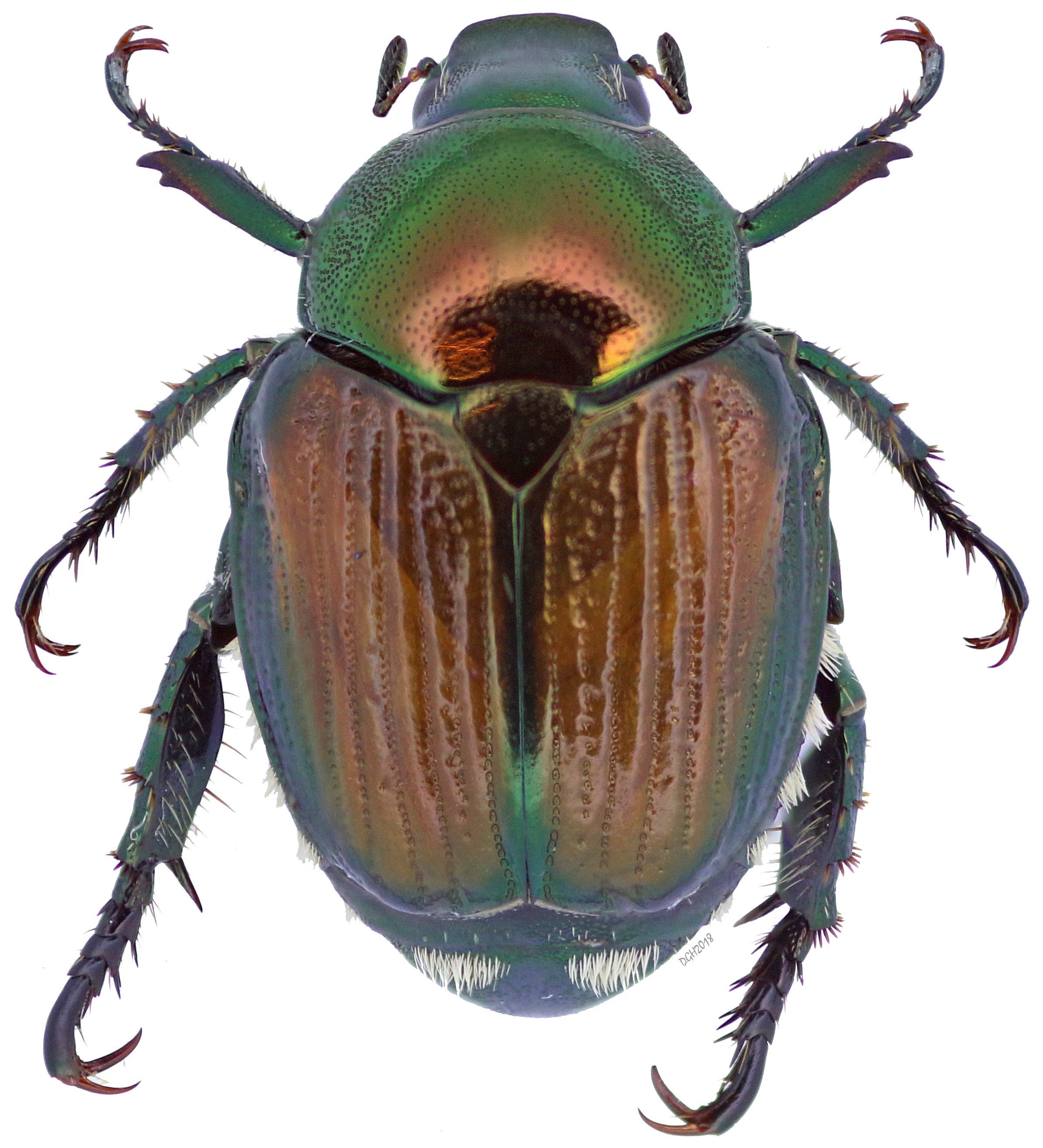 Intro to Japanese Beetles photo