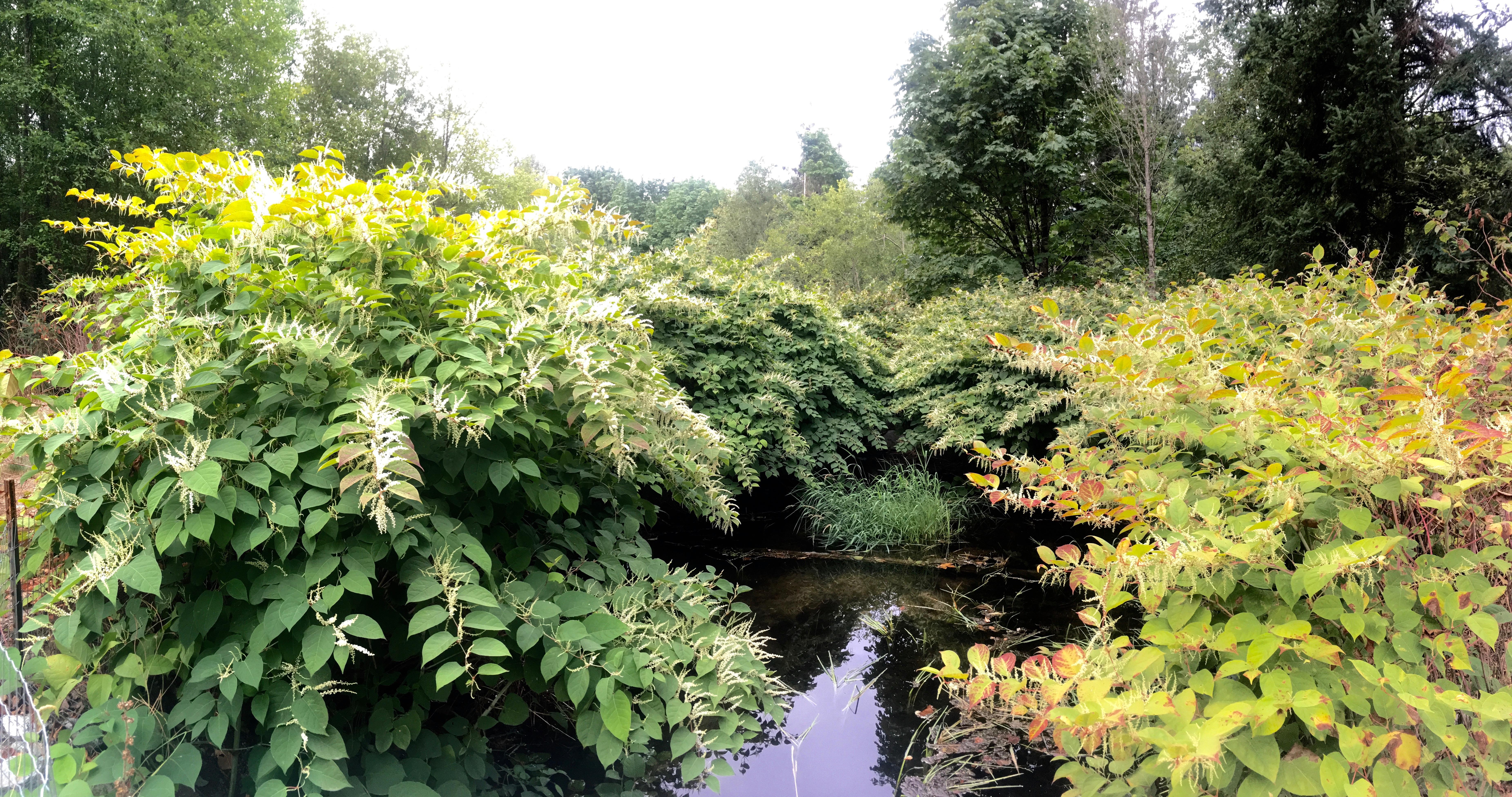 Invasive Species Along the Alouette River photo