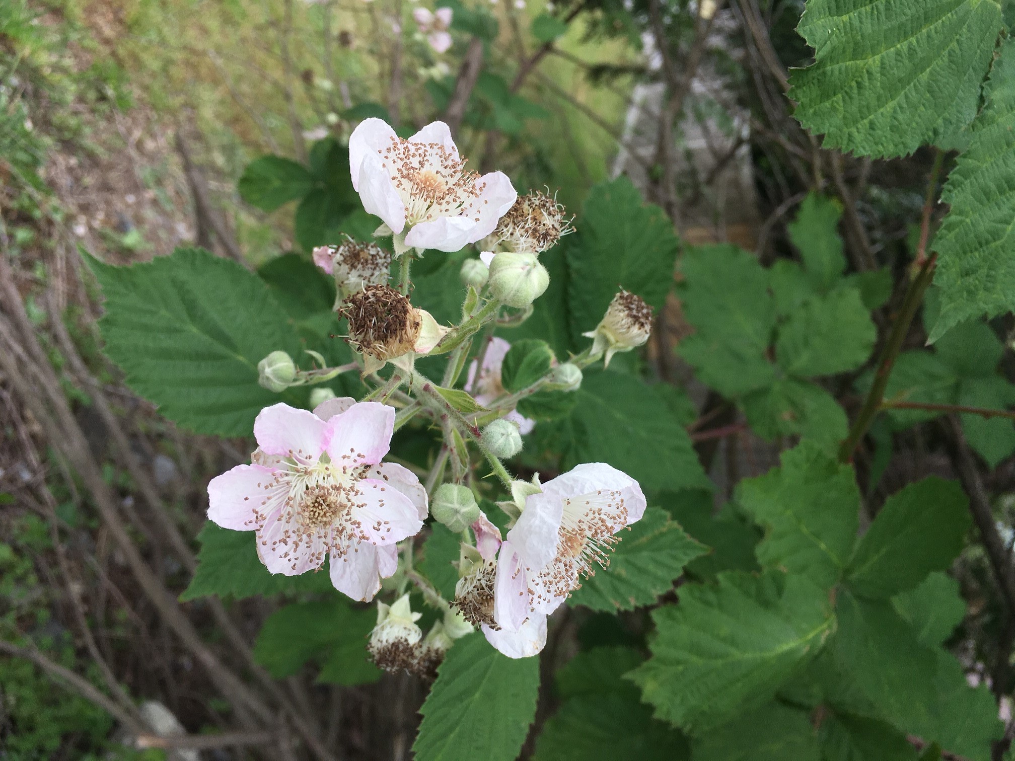 Invasive Species Walk - VanDusen Garden, Vancouver photo