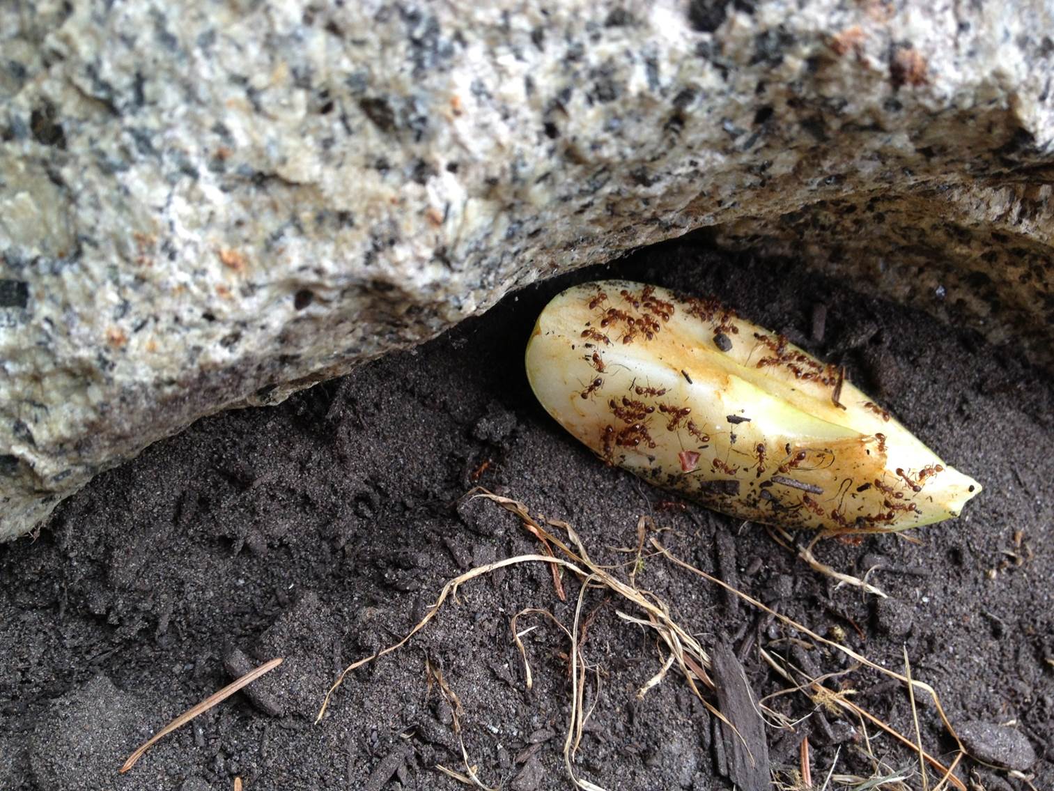 Invasive Insects and Other Garden Pests (online workshop) photo