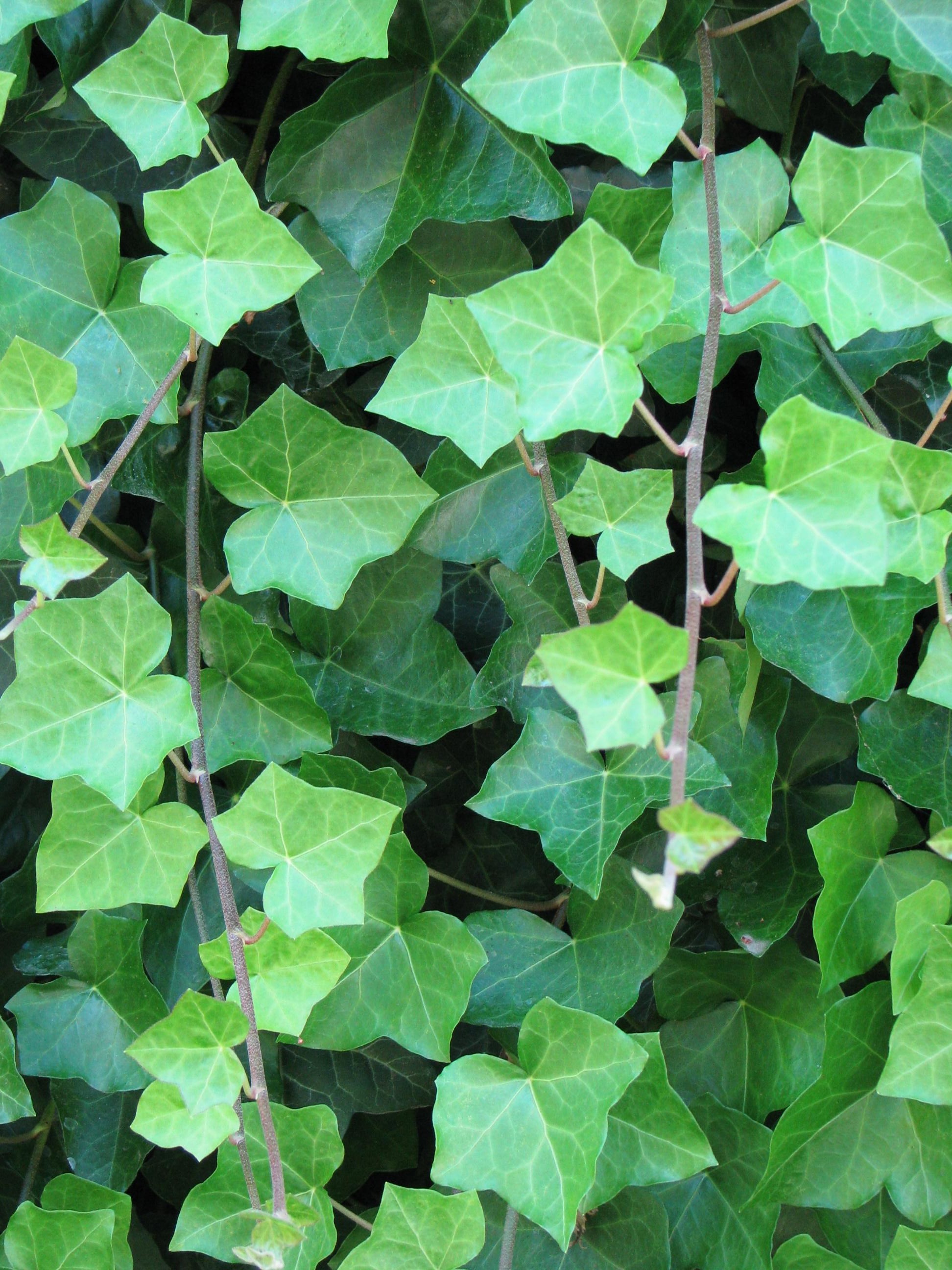 February Work Party - Jericho Beach, Vancouver photo