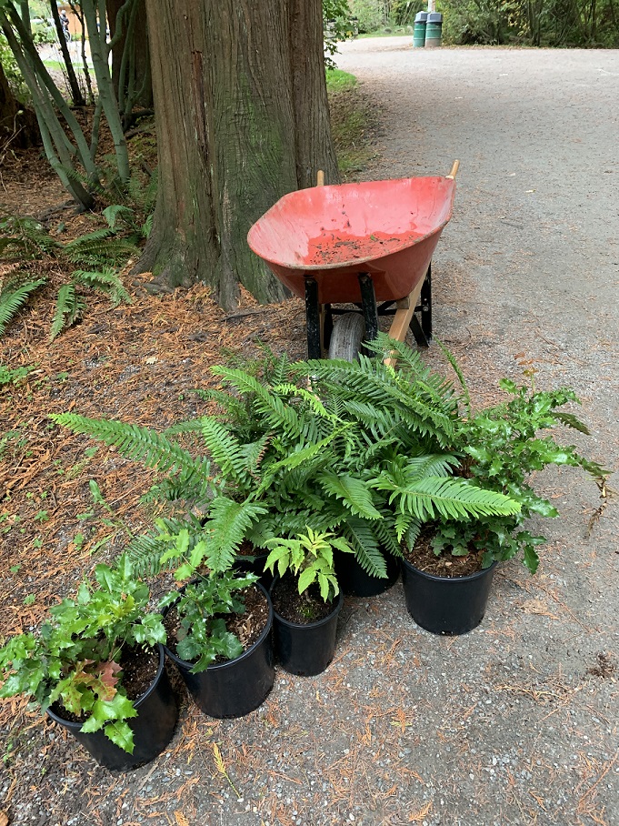 Glenbrook Ravine Planting - October 2022 photo