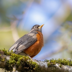 Wildlife Friendly Gardening - June 2024 photo