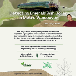 Detecting Emerald Ash Borer in Greater Vancouver photo