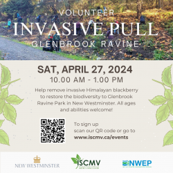 Glenbrook Ravine Invasive Pull - April 2024 photo
