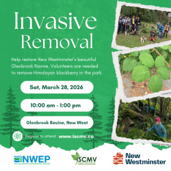 Glenbrook Ravine Invasive Removal - March photo