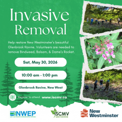 Glenbrook Ravine Invasive Removal - May photo