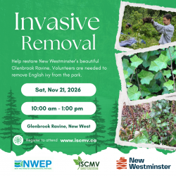 Glenbrook Ravine Invasive Removal - Nov photo