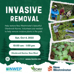 Invasive Pull - Glenbrook Ravine, New Westminster photo