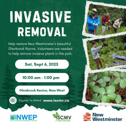 Invasive Pull - Glenbrook Ravine, New Westminster photo
