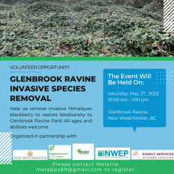 Glenbrook Ravine Weed Pull - May 2023 photo