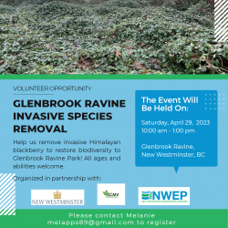 Glenbrook Ravine Weed Pull - April 2023 photo