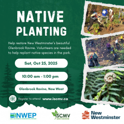 Native Planting - Glenbrook Ravine, New Westminster photo
