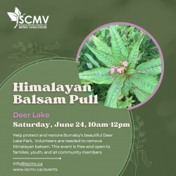 Himalayan Balsam Pull at Deer Lake - June 2023 photo