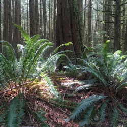 Environmental Stewardship - Invasive Pull & Planting - Everett Crowley Park, Vancouver photo