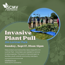 Invasive Plant Pull in Jim Lorimer Park - Sept 2023 photo