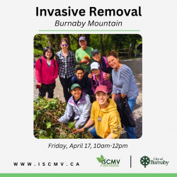 Invasive Removal - Burnaby Mountain - April 2026 photo