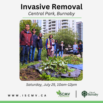 Invasive Removal - Central Park - July 2026 photo