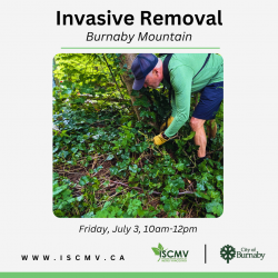 Invasive Removal - Burnaby Mountain - July 2026 photo