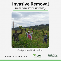 Invasive Removal - Deer Lake - June 2026 photo