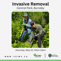Invasive Removal - Central Park - May 2026 photo