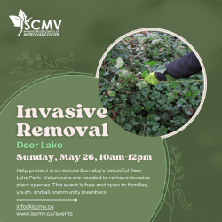 Burnaby Stewardship: Deer Lake - May 2024 photo